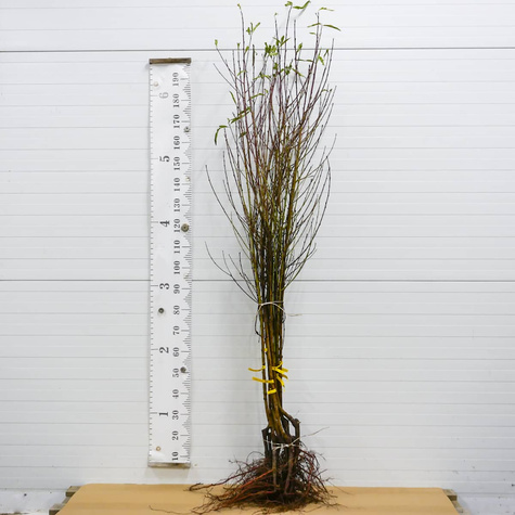 Brzoskwinia Jerseyland START PACK