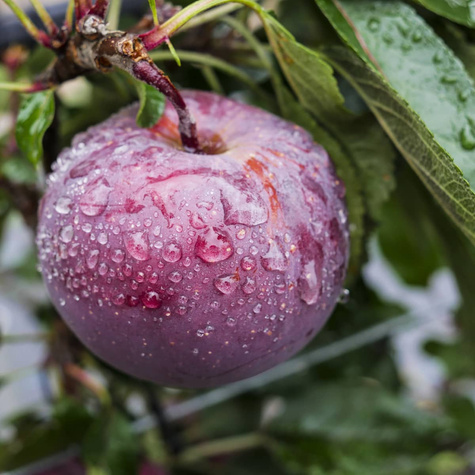 Jabłoń Spartan START PACK