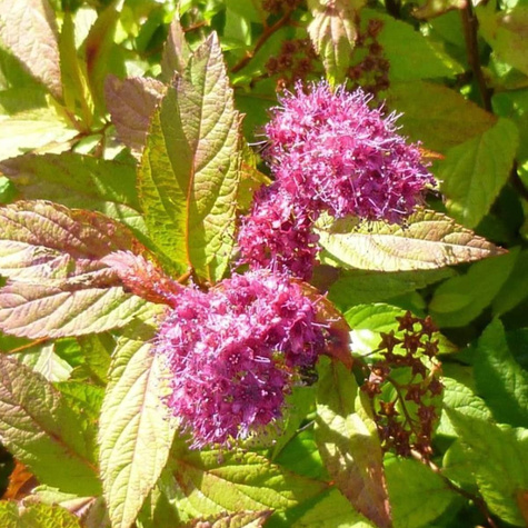 Tawuła japońska Firelight (P9)