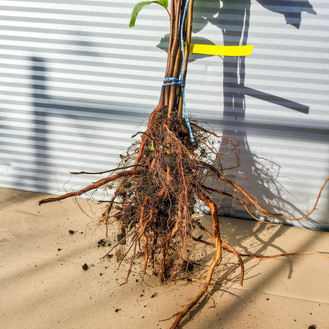 Czeremcha Plant Pack