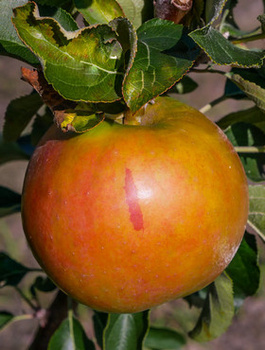 Jabłoń kolumnowa Suncats START PACK