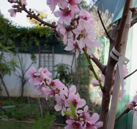 Brzoskwinia Royal Glory Start Pack