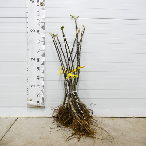 Jabłoń kolumnowa Galina MINI START PACK