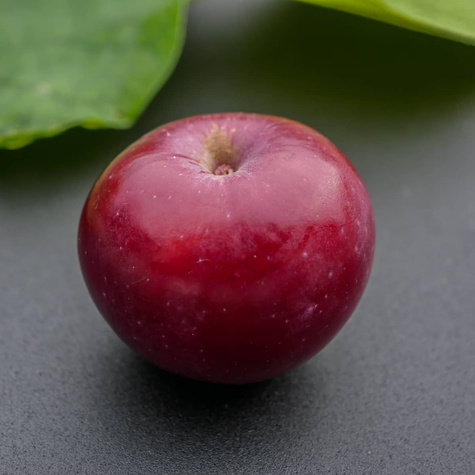 Jabłoń Red Love sadzonki c2