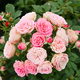 Róża rabatowa Xenia różowa balot