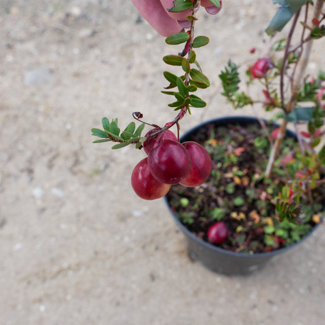 Żurawina wielkoowocowa Pilgrim plenna