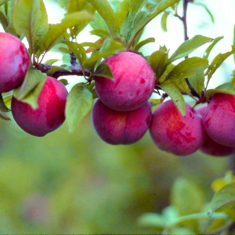 Śliwko-nektaryna Śliwonektaryna Ozark Premier