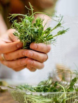 Groch nasiona na kiełki 80g