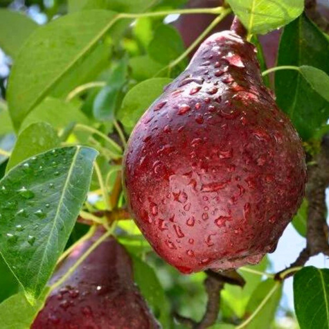 Grusza Red Faworytka Czerwona Klapsa Starkrimson START PACK ®