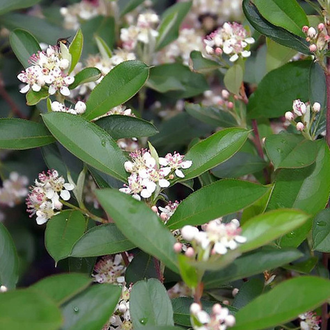 Aronia czarnoowocowa Hugin(C2)