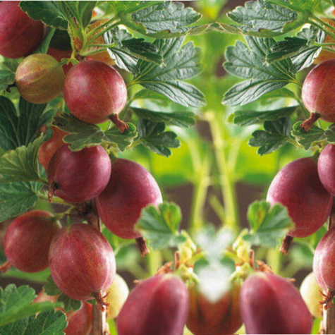 Agrest czerwony Krasnosłowiański na pniu w balocie