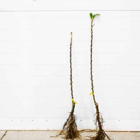 Jabłoń kolumnowa Flamenco START PACK