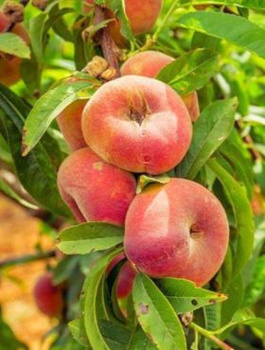 Brzoskwinia płaskowowocowa Paraguayo UFO  START PACK