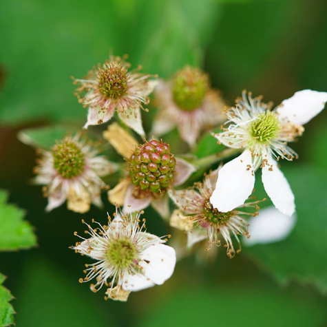 Malina czerwona na balkon Summer Lovers Petite Red