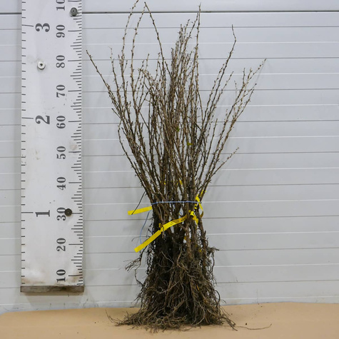 Agrest czerwony Niesłuchowski w balocie