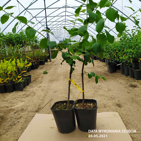 Mini Śliwkomorela Japońska w doniczce