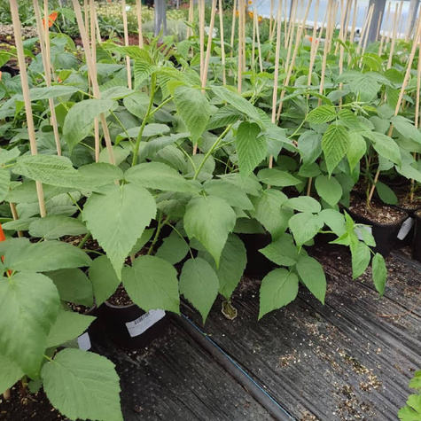 Malina purpurowa Lovers Garden Purple jesienna