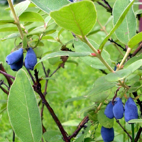 Jagoda kamczacka Zojka