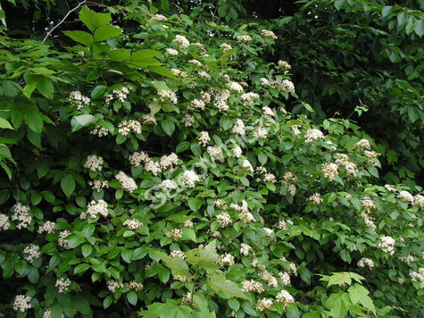 Aronia Czarna Czarnowocowa sadzonki
