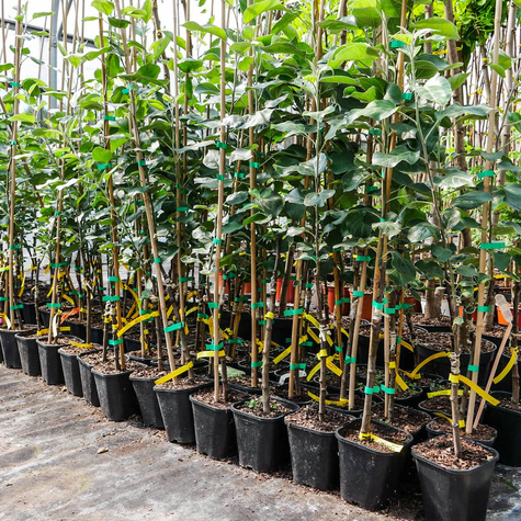 Jabłoń Golden Delicious w doniczce