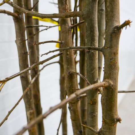 Śliwa japońska Kometa Samopłodna