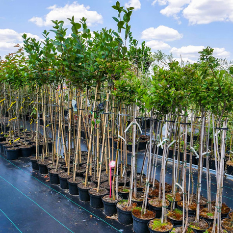 Aronia Czarna Szczepiona Na Pniu