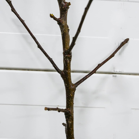 Jabłoń Papierówka Staropolska START PACK