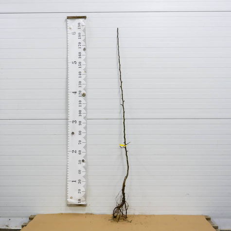 Grusza azjatycka Hosui START PACK