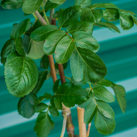 Jarzębina Jadalna Jarząb Jadalny Burka