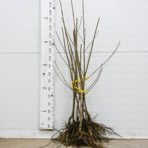 Czereśnia Hedelfińska START PACK