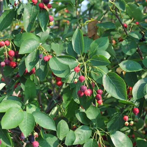 Świdośliwa olcholistna Mandam