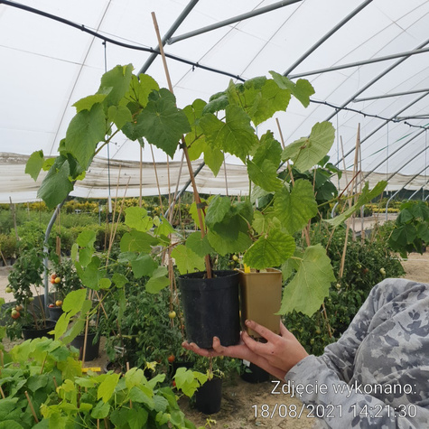 Winorośl winogrona Remaily bezpestkowa
