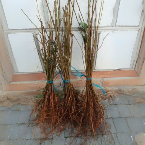 Podkładka Czereśni I Wiśni Czereśnia Ptasia Silnie Rosnąca Plant Pack