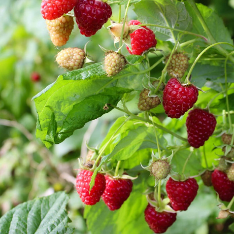 Malina jesienna Polana w doniczce