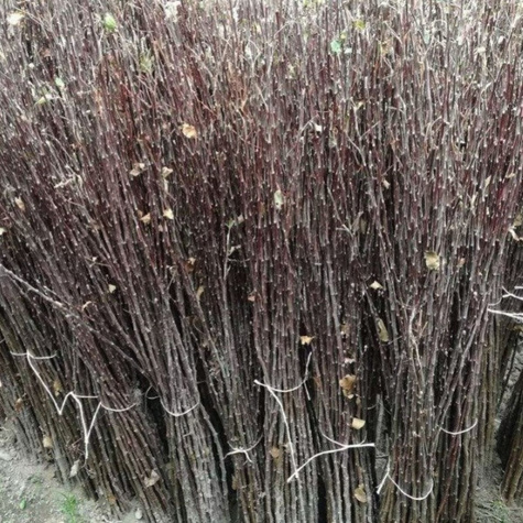 Podkładka Jabłoni M7 Półkarłowa Plant Pack