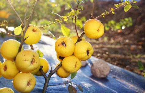 Pigwowiec japoński Red Joy