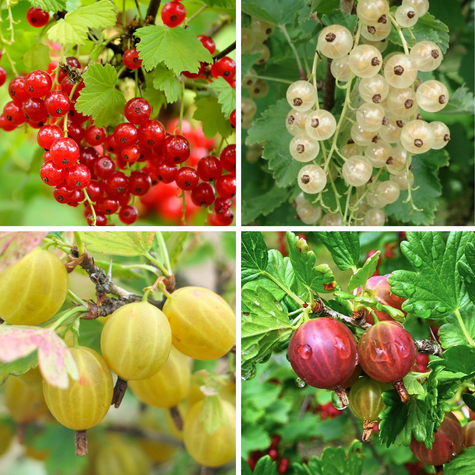 Zestaw Krzewów Owocowych na Pniu Plant Pack 