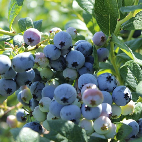 Borówka amerykańska Bluecrop