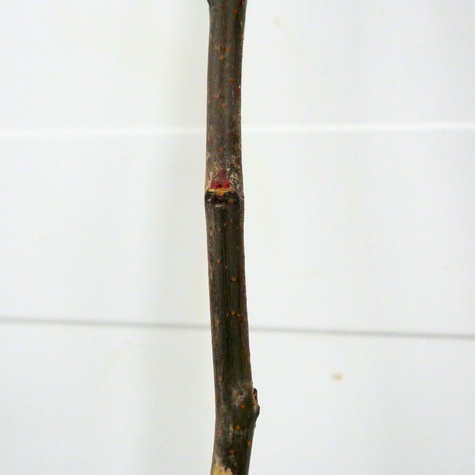 Pigwa gruszkowa Bereczki