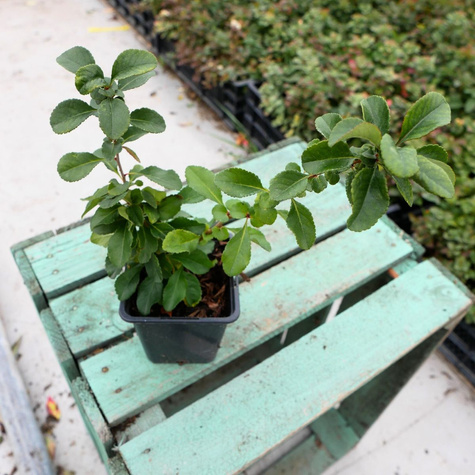 Pigwowiec japoński Sargentii (C2)