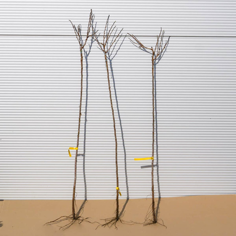 Agrest biały Triumf na pniu w balocie