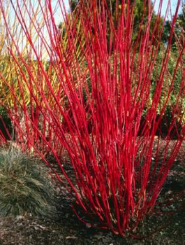 Dereń świdwa Plant Pack