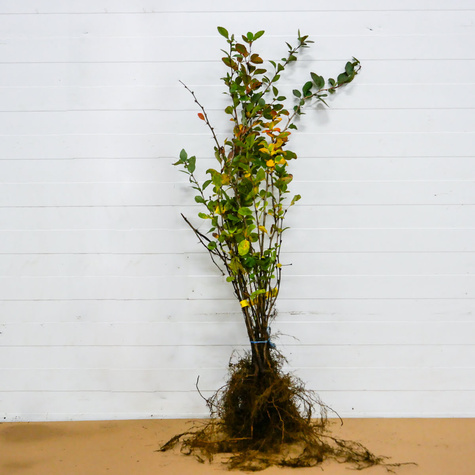 Berberys Zwyczajny Na Żywopłot Plant Pack