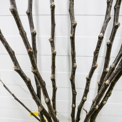 Jabłoń Red Lobo START PACK