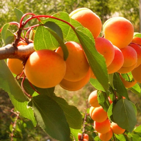 Morela Harcot START PACK