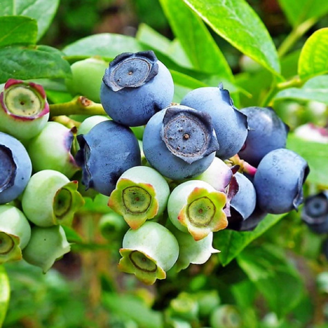 Borówka amerykańska Goldtraube średniowczesna