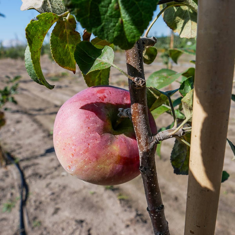 Jabłoń Lobo START PACK