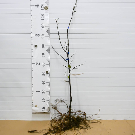 Pigwa gruszkowa Wołgogradzka START PACK