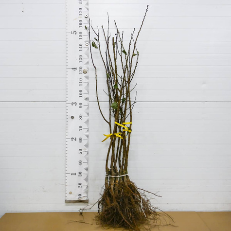 Morela Bergeval START PACK