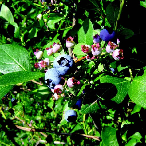 Borówka amerykańska Ozarkblue średnio-późna